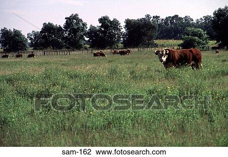 Cattle Grazing La Pampas Argentina View Large Photo Image Stock Image - Cattle Grazing La Pampas Argentina. Fotosearch