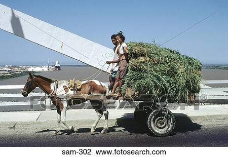 Children in Horse Cart filled with Hay Colombia View Large Photo Image Stock Image - Children in Horse Cart filled with Hay Colombia. Fotosearch