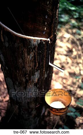 Close-up of Tapped Rubber Tree Philippines View Large Photo Image Stock Photo - Close-up of Tapped Rubber Tree Philippines. Fotosearch