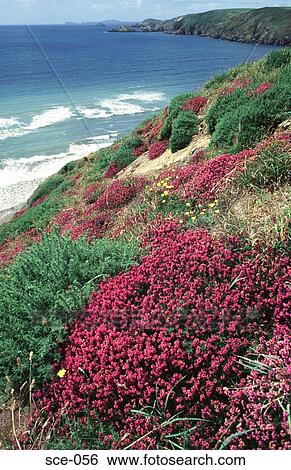 Coastal Headland with Purple Heather View Large Photo Image Stock Photograph - Coastal Headland with Purple Heather. Fotosearch
