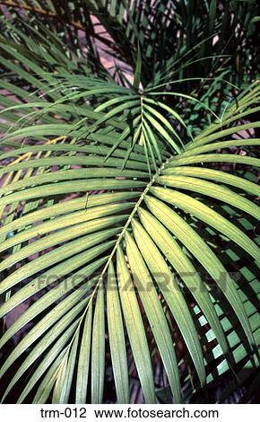 Coconut Palm Colombia View Large Photo Image Stock Image - Coconut Palm Colombia. Fotosearch