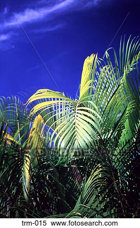 Coconut Palms Venezuela View Large Photo Image Stock Photography - Coconut Palms Venezuela. Fotosearch
