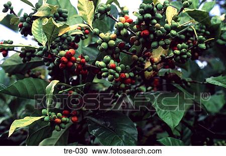 Coffee Beans on Tree Philippines View Large Photo Image Stock Image - Coffee Beans on Tree Philippines. Fotosearch