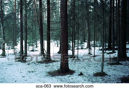Coniferous Forest Finland View Large Photo Image Stock Image - Coniferous Forest Finland. Fotosearch