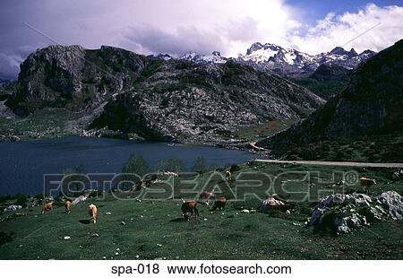 Cows Grazing Beneath Mountains Spain View Large Photo Image Stock Photo - Cows Grazing Beneath Mountains Spain. Fotosearch