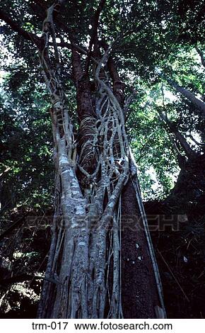 Creeper on Tree Kwai Thailand View Large Photo Image Stock Photo - Creeper on Tree Kwai Thailand. Fotosearch