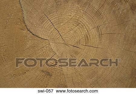 Cross section of Log Switzerland View Large Photo Image Stock Photo - Cross section of Log Switzerland. Fotosearch