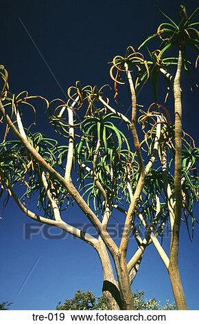 Curve Leafed Tree Zimbabwe View Large Photo Image Stock Photo - Curve Leafed Tree Zimbabwe. Fotosearch