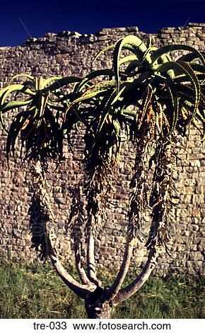 Curve Leafed Zimbabwe Tree against Dry Stone Wall View Large Photo Image Stock Image - Curve Leafed Zimbabwe Tree against Dry Stone Wall. Fotosearch