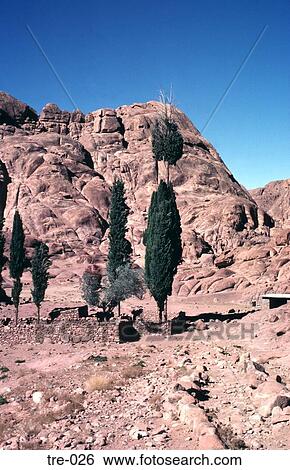 Cypress Trees Growing among Stone Walls Sinai Egypt View Large Photo Image Stock Photograph - Cypress Trees Growing among Stone Walls Sinai Egypt. Fotosearch