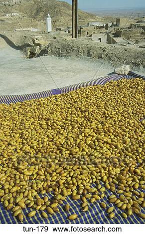Dates Drying Toujane Tunisia View Large Photo Image Stock Photo - Dates Drying Toujane Tunisia. Fotosearch