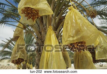 Dates on Palm Tree Douz Tunisia View Large Photo Image Stock Image - Dates on Palm Tree Douz Tunisia. Fotosearch