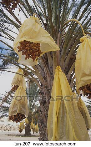 Stock Photo - Dates on Palm Tree Douz Tunisia. Fotosearch