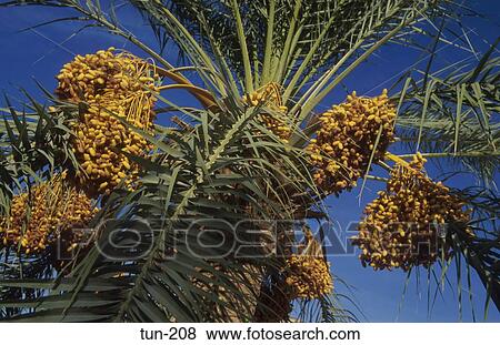 Dates on Palm Tree Douz Tunisia View Large Photo Image Stock Photo - Dates on Palm Tree Douz Tunisia. Fotosearch