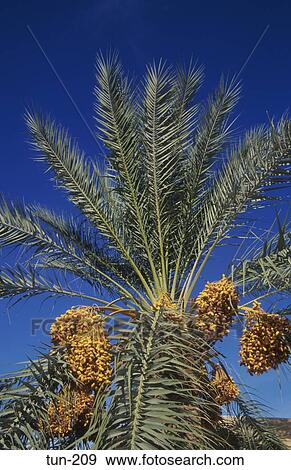 Dates on Palm Tree Douz Tunisia View Large Photo Image Stock Photo - Dates on Palm Tree Douz Tunisia. Fotosearch