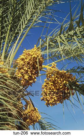 Dates on Palm Tree Douz Tunisia View Large Photo Image Stock Photograph - Dates on Palm Tree Douz Tunisia. Fotosearch