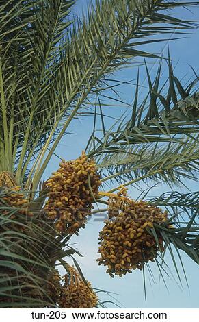 Dates on Palm Tree Douz Tunisia View Large Photo Image Stock Photography - Dates on Palm Tree Douz Tunisia. Fotosearch