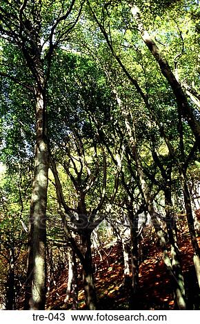 Stock Image - Deciduous Forest Wales UK. Fotosearch