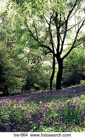 Deciduous Tree Surrounded by Spring Bluebells View Large Photo Image Picture - Deciduous Tree Surrounded by Spring Bluebells. Fotosearch
