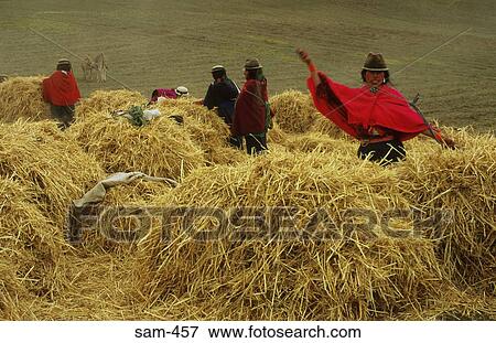 Ecuadorian Indian Women Stacking Straw Ecuador View Large Photo Image Stock Photo - Ecuadorian Indian Women Stacking Straw Ecuador. Fotosearch
