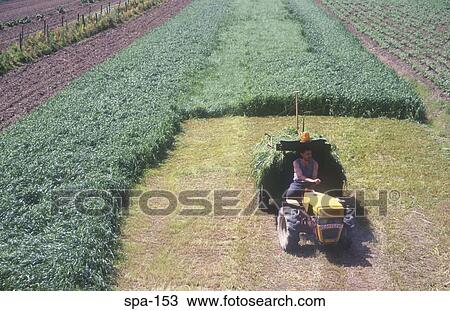 Farmer and Tractor Guetaria Spain View Large Photo Image Stock Image - Farmer and Tractor Guetaria Spain. Fotosearch
