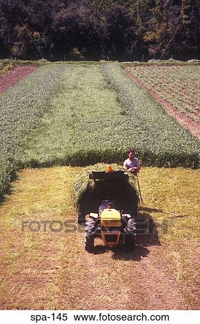 Farmer and Tractor Guetaria Spain View Large Photo Image Stock Photography - Farmer and Tractor Guetaria Spain. Fotosearch