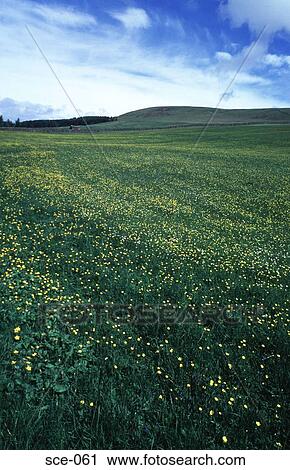 Stock Image - Field of Buttercups Scotland. Fotosearch