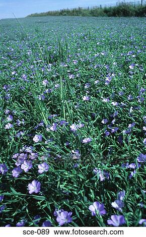 Field of Purple Flowers UK View Large Photo Image Stock Photo - Field of Purple Flowers UK. Fotosearch