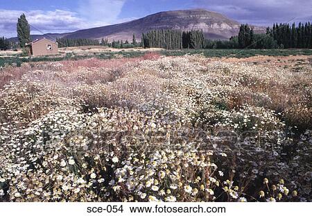 Field of Wild Flowers Argentina View Large Photo Image Picture - Field of Wild Flowers Argentina. Fotosearch