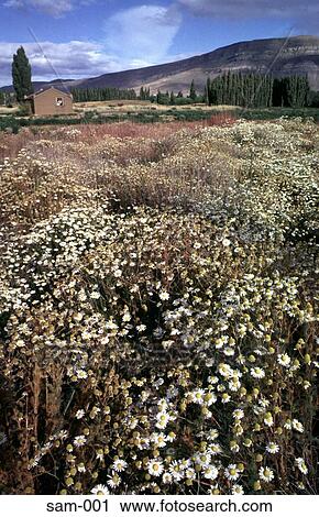 Field of Wild Flowers Calafate Patagonia Argentina View Large Photo Image Stock Image - Field of Wild Flowers Calafate Patagonia Argentina. Fotosearch