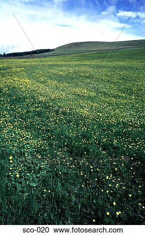 Stock Image - Field with Buttercups Tayside Scotland. Fotosearch