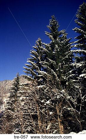 Fir Trees Laden with Snow Alpbach Austria View Large Photo Image Stock Photo - Fir Trees Laden with Snow Alpbach Austria. Fotosearch