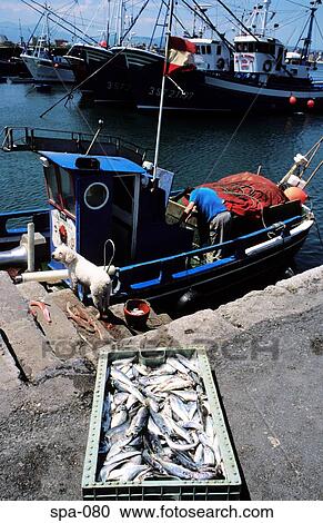 Fisherman Landing Catch Laredo Spain View Large Photo Image Stock Image - Fisherman Landing Catch Laredo Spain. Fotosearch