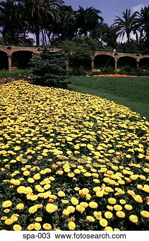Flower Beds Barcelona Spain View Large Photo Image Stock Image - Flower Beds Barcelona Spain. Fotosearch