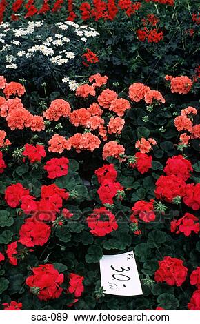 Stock Photo - Flower Stall Oslo Norway. Fotosearch