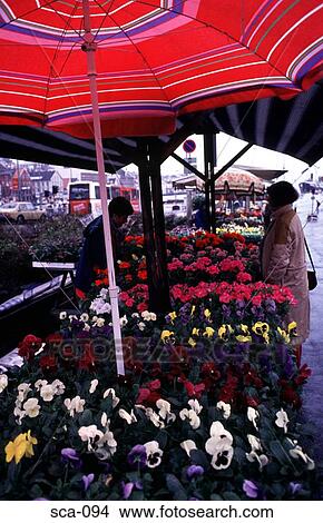 Flower Stall Stavanger Norway View Large Photo Image Picture - Flower Stall Stavanger Norway. Fotosearch