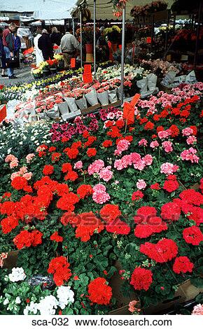 Flower Stall Stockholm Sweden View Large Photo Image Stock Image - Flower Stall Stockholm Sweden. Fotosearch