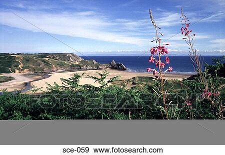Flowers and Ferns at the Coast UK View Large Photo Image Stock Photo - Flowers and Ferns at the Coast UK. Fotosearch