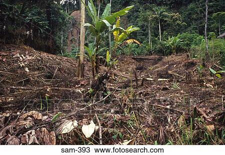 Forest Clearing in the Amazon Ecuador View Large Photo Image Stock Image - Forest Clearing in the Amazon Ecuador. Fotosearch