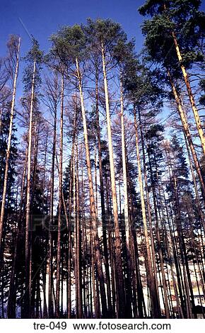 Stock Photo - Forest of Scots Pine Trees Austria. Fotosearch
