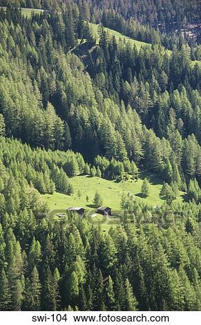 Forest the Alps Switzerland View Large Photo Image Picture - Forest the Alps Switzerland. Fotosearch