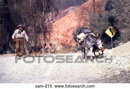 Gaucho with Dogs and Donkey Patagonia Argentina View Large Photo Image Stock Photography - Gaucho with Dogs and Donkey Patagonia Argentina. Fotosearch