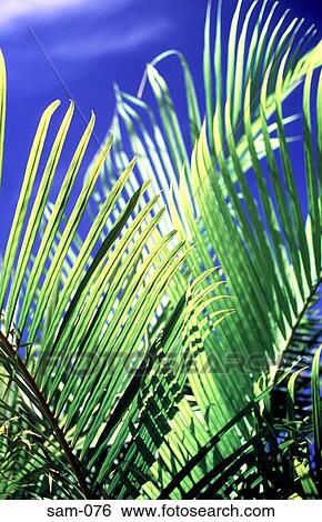 Graphic View of Green Palm Leaves Venezuela View Large Photo Image Stock Photograph - Graphic View of Green Palm Leaves Venezuela. Fotosearch