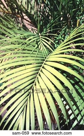 Stock Photo - Graphic view of Palm Leaf Colombia. Fotosearch