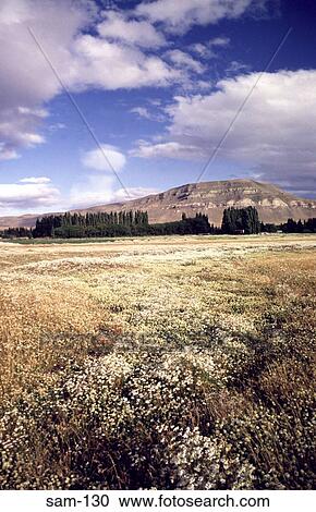 Stock Image - Grassland and Flowers Patagonia Argentina. Fotosearch