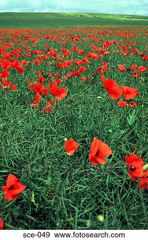 Stock Photo - Green Field with Red Poppies. Fotosearch