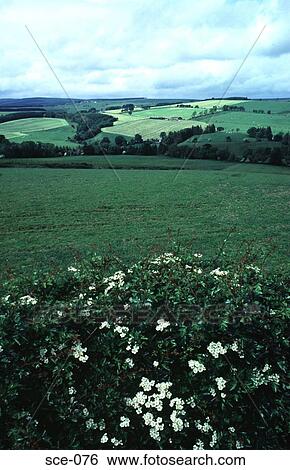 Green Fields and Wild Flowers UK View Large Photo Image Stock Photograph - Green Fields and Wild Flowers UK. Fotosearch