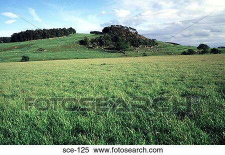 Stock Photography - Green Fields in Northumberland UK. Fotosearch