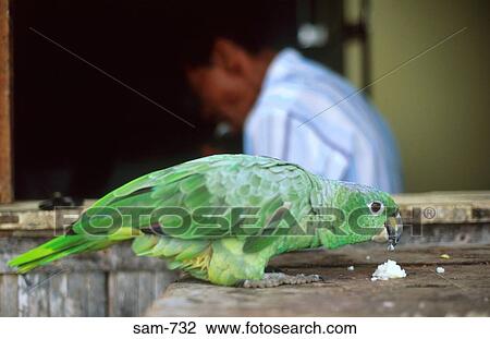 Green Parrot Ecuador View Large Photo Image Stock Image - Green Parrot Ecuador. Fotosearch
