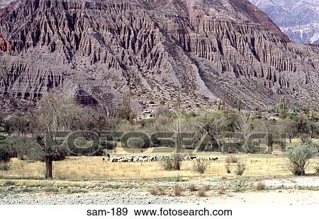 Stock Photo - Group of Goats and Cows Patagonia Argentina. Fotosearch